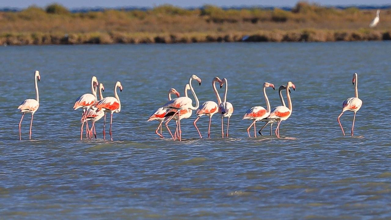 birdwatching in Turkey 