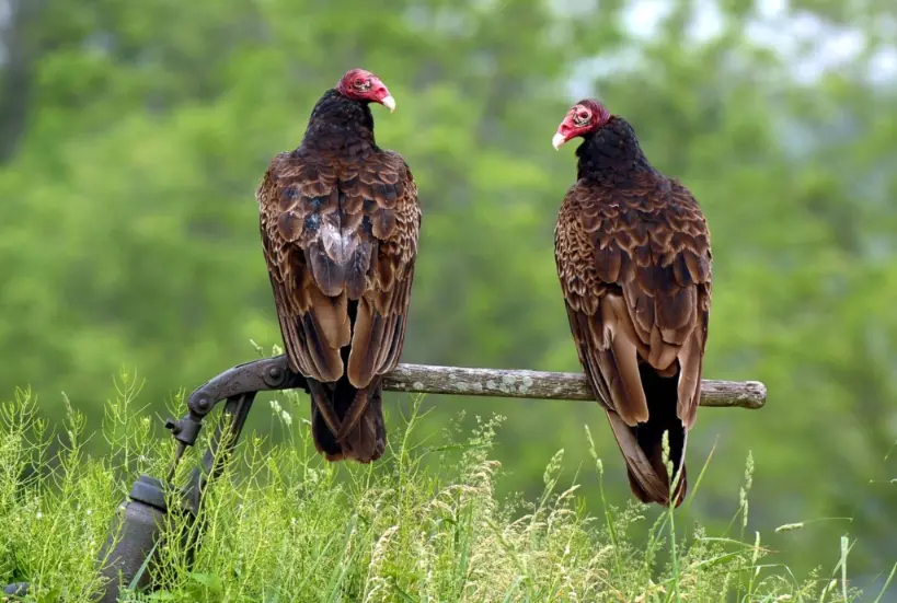 birdwatching in Turkey