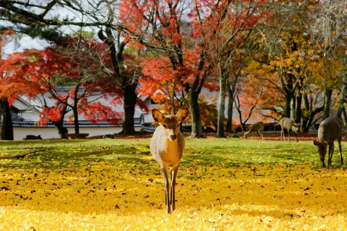 outdoor adventures in Japan