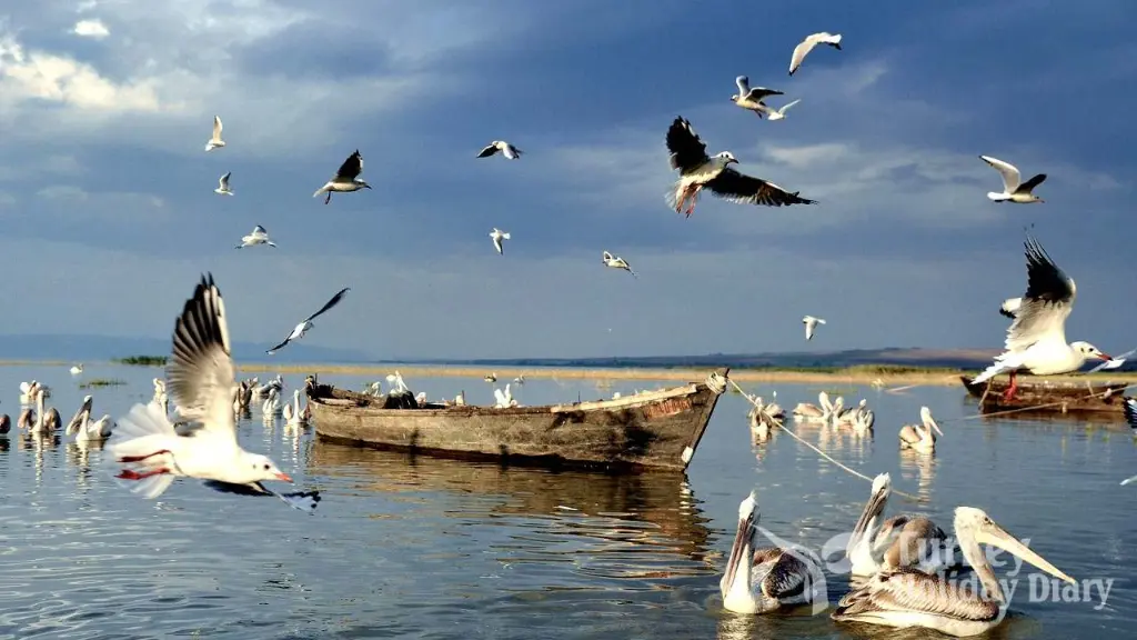 birdwatching in Turkey