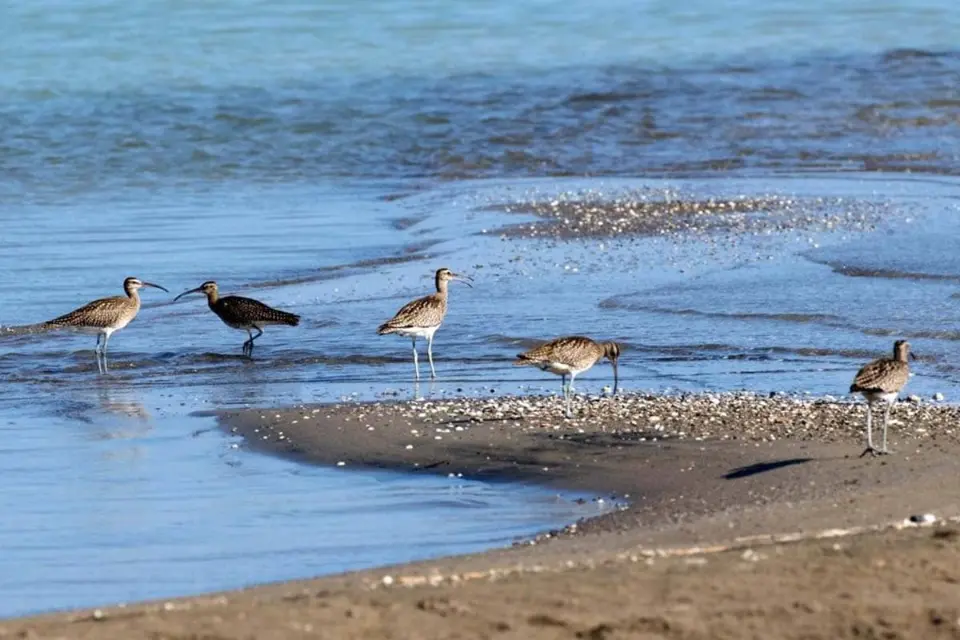  birdwatching in Turkey