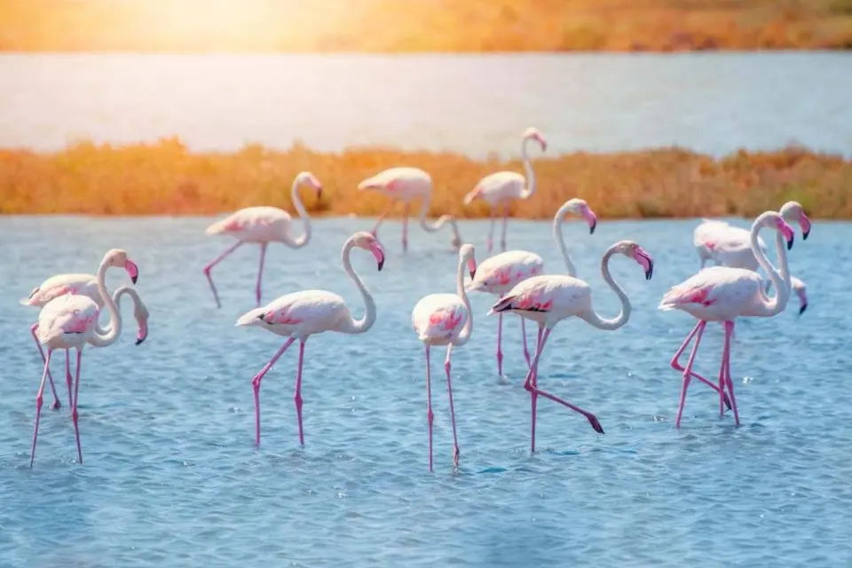 birdwatching in Turkey