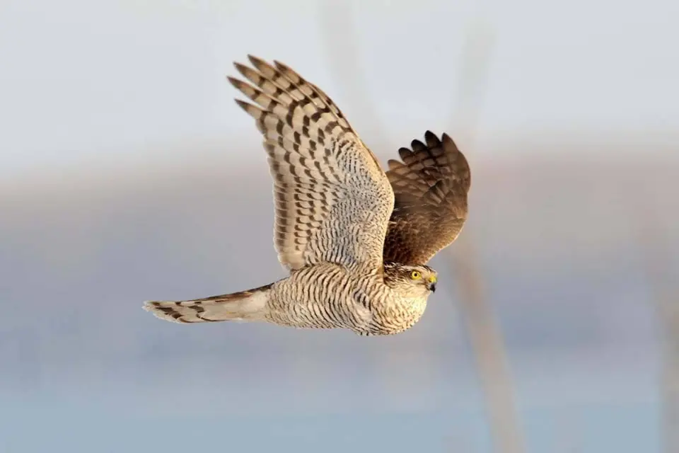  birdwatching in Turkey